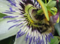 Fonds d'cran Nature Fleur et bourdon 