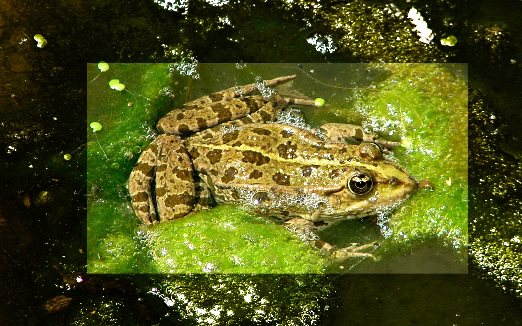 Wallpapers Animals Frogs - Toads Crapaud