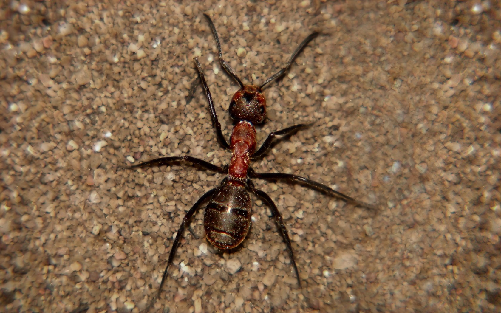 Fonds d'cran Animaux Insectes - Fourmis vue de haut