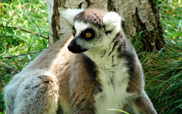 Wallpapers Animals Lemurs Lemurien