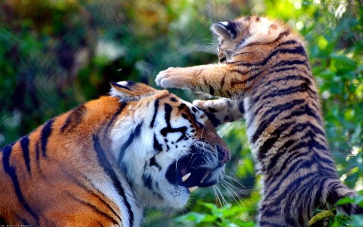 Fonds d'cran Animaux Flins - Tigres Jeu