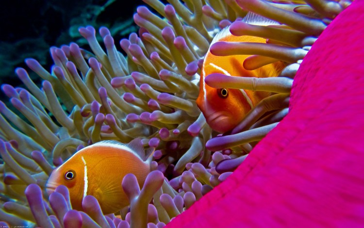 Fonds d'cran Animaux Vie marine - Poissons Bien au chaud