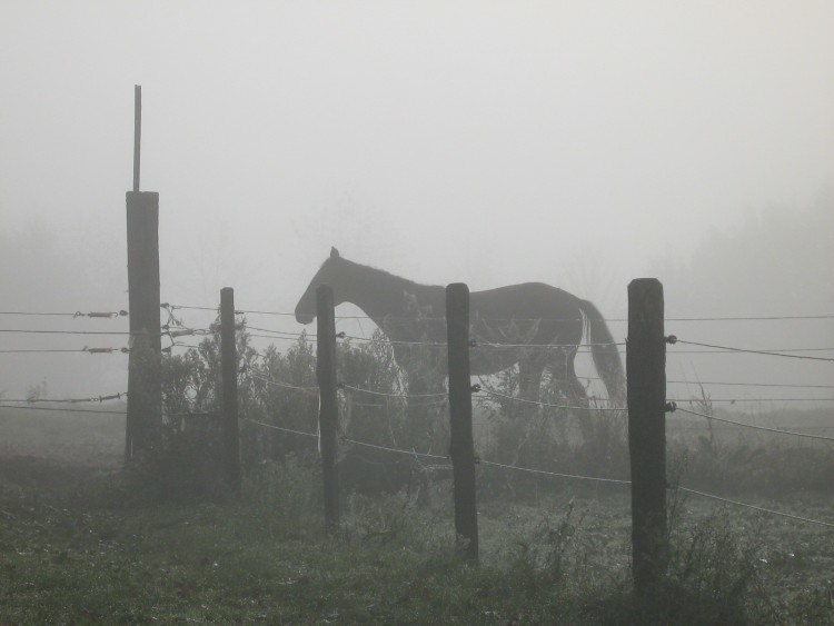 Fonds d'cran Animaux Chevaux Cheval dans le brouillard