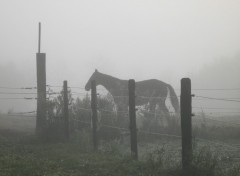 Fonds d'cran Animaux Cheval dans le brouillard