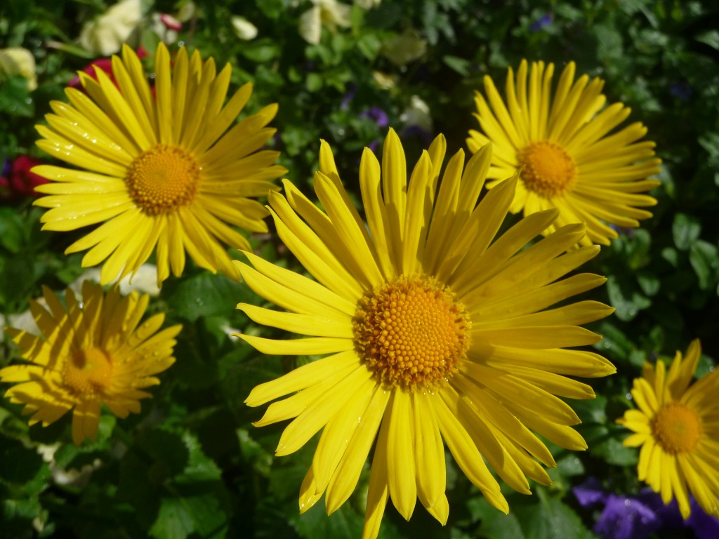 Wallpapers Nature Flowers une merveille de macro