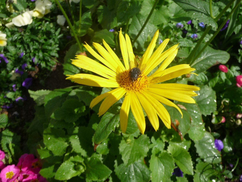 Fonds d'cran Nature Fleurs la douce rencontre d'une mouche avec une fleur