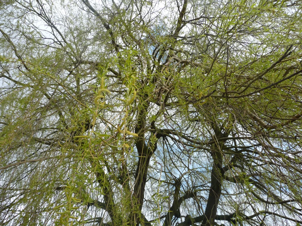 Fonds d'cran Nature Arbres - Forts la splendeur du saule