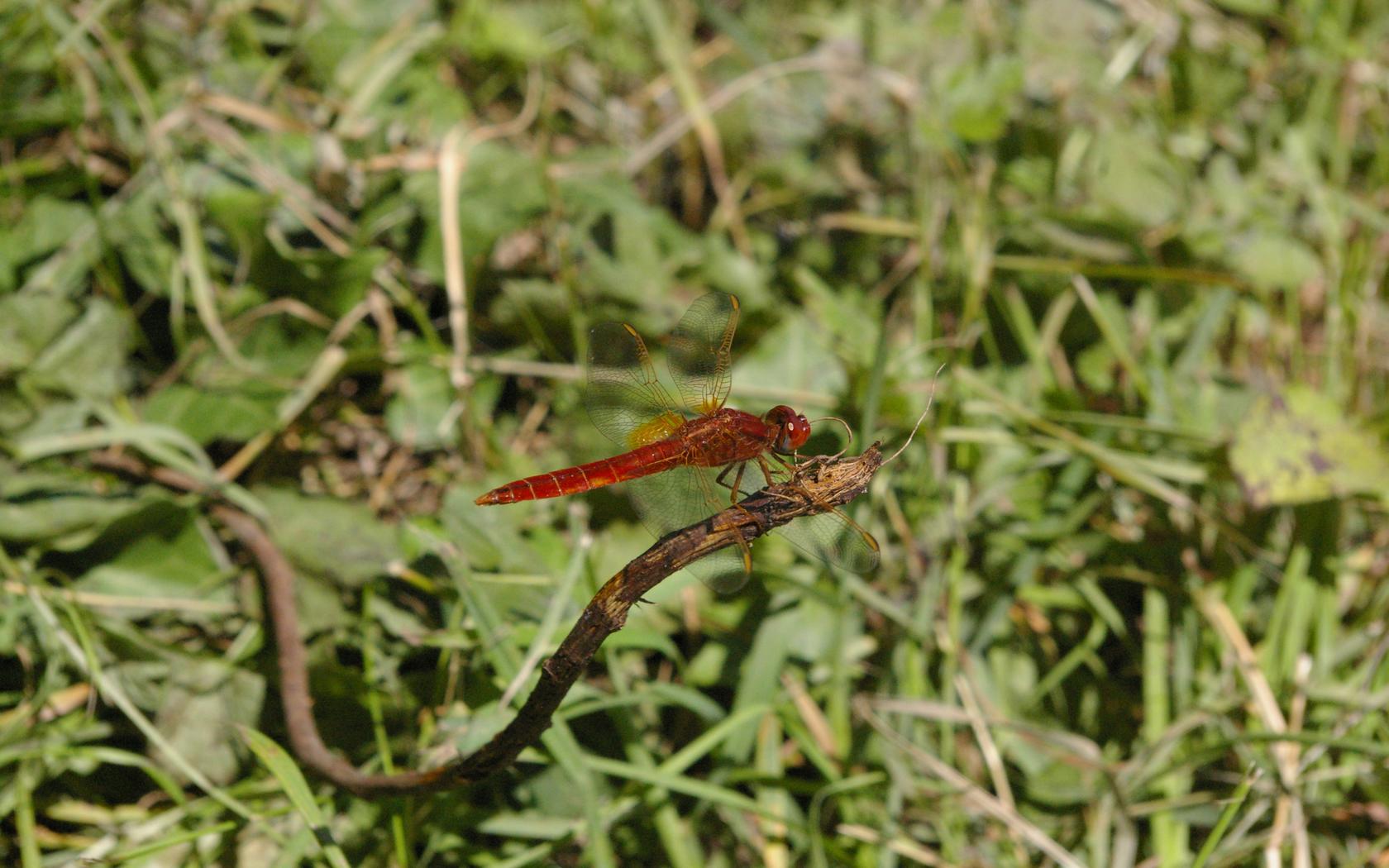 Fonds d'cran Animaux Insectes - Libellules 