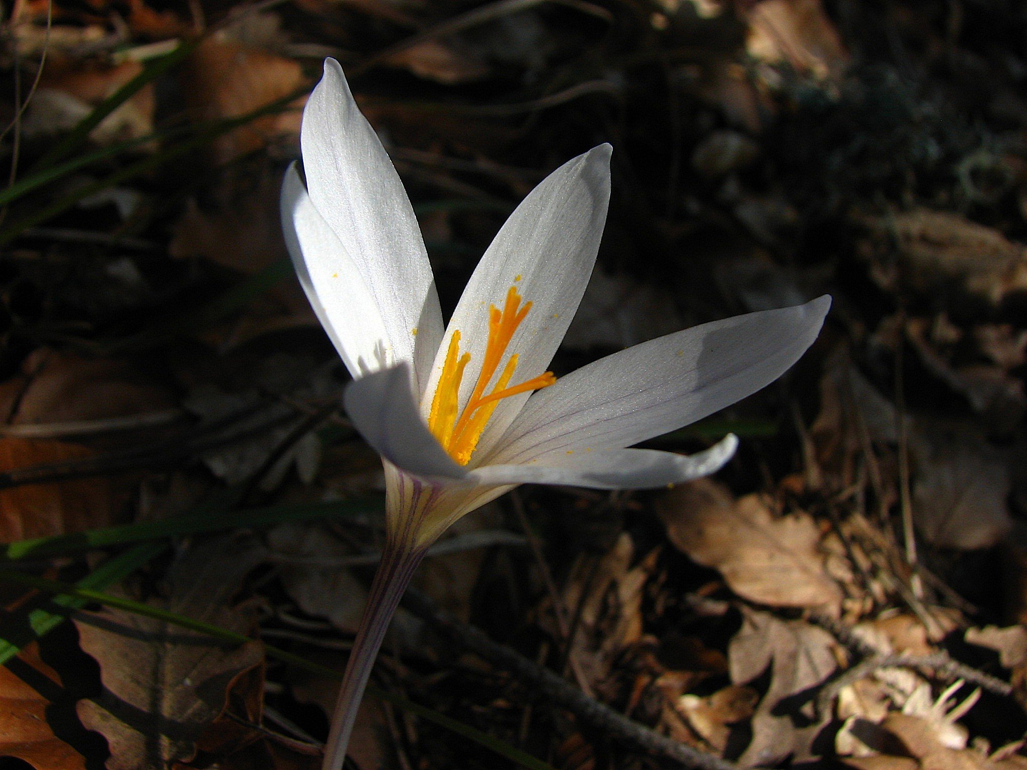 Fonds d'cran Nature Fleurs crocus