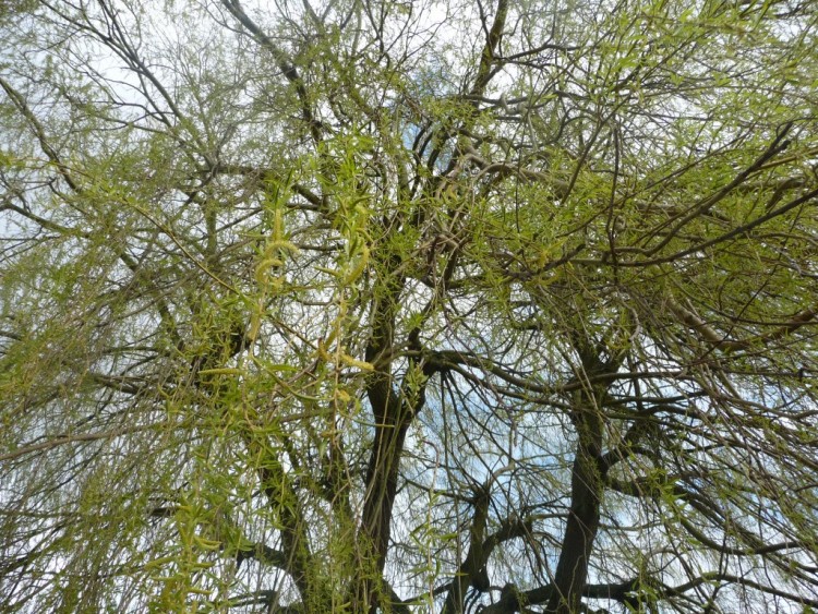 Fonds d'cran Nature Arbres - Forts la splendeur du saule