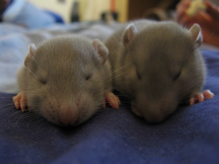 Wallpapers Animals Rodents - Rats 2 petits rats de 2 semaines =)