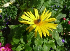 Fonds d'cran Nature la douce rencontre d'une mouche avec une fleur