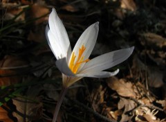 Fonds d'cran Nature crocus