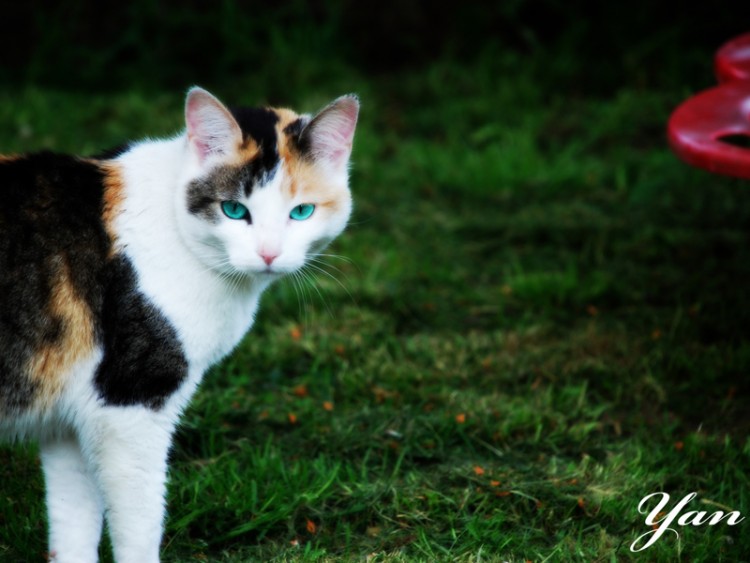 Fonds d'cran Animaux Chats - Chatons nana