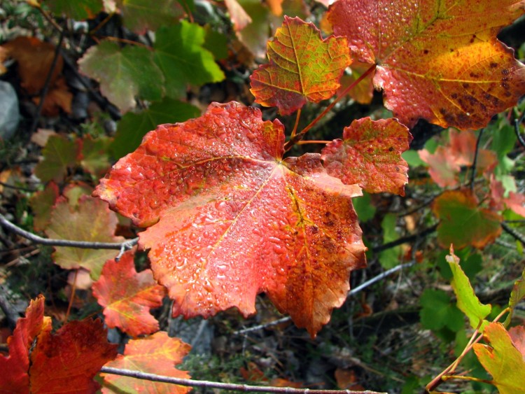 Fonds d'cran Nature Feuilles - Feuillages feuilles d'erable