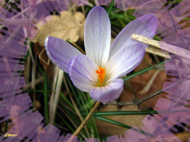 Fonds d'cran Nature Fleurs crocus