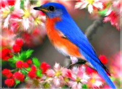 Wallpapers Digital Art oiseau de printemps