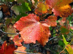 Fonds d'cran Nature feuilles d'erable