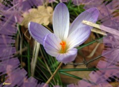 Fonds d'cran Nature crocus