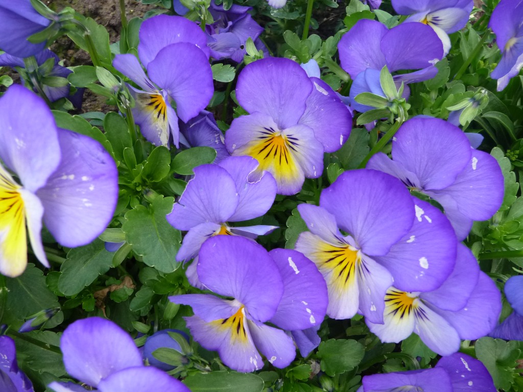 Fonds d'cran Nature Fleurs on dirait un tableau