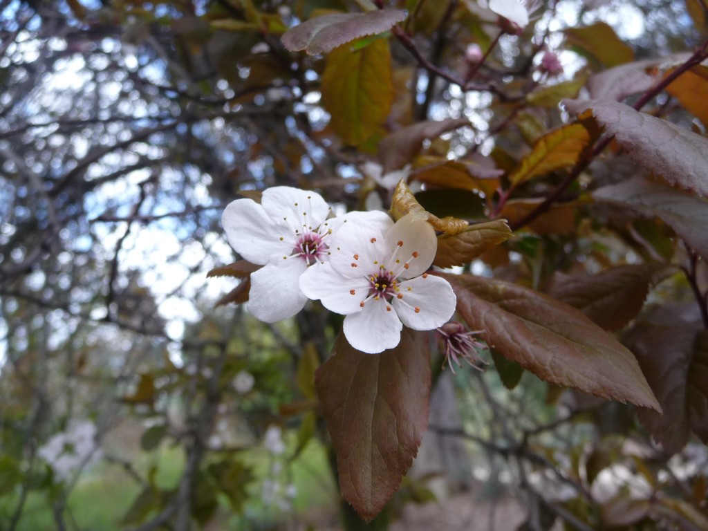 Wallpapers Nature Flowers au centre de l'arbre