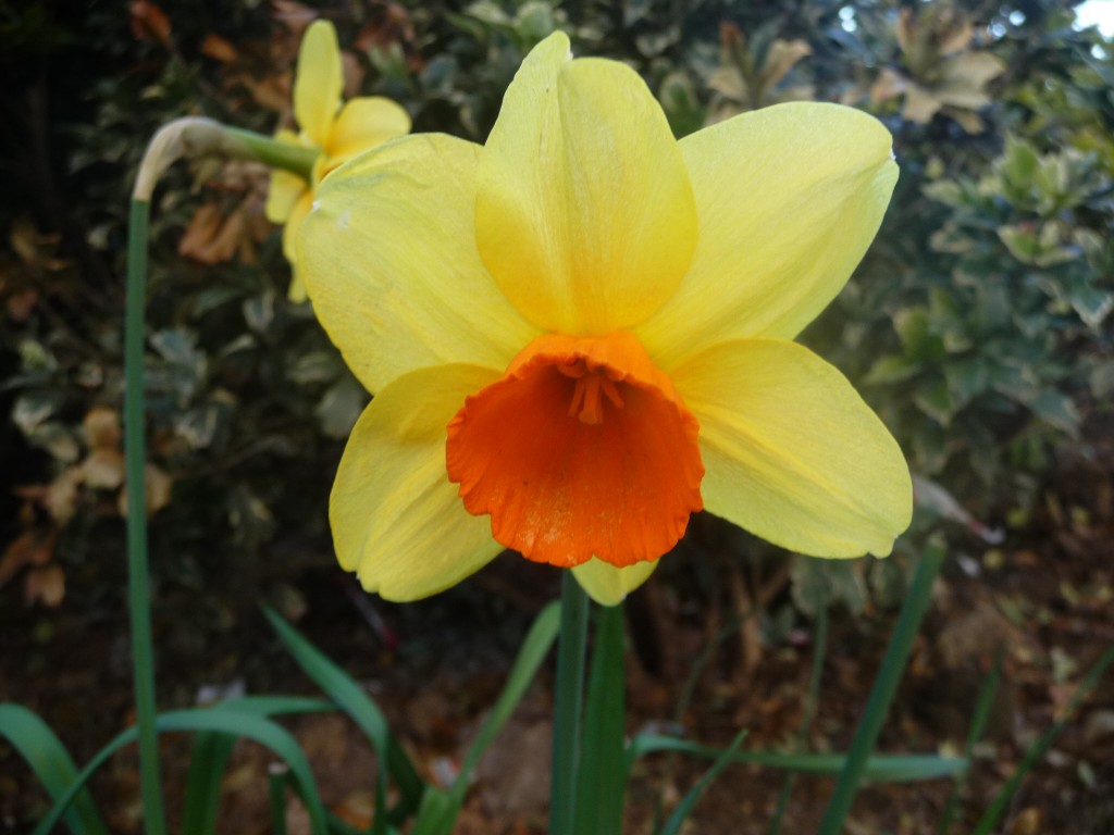 Fonds d'cran Nature Fleurs au coeur de l'orange