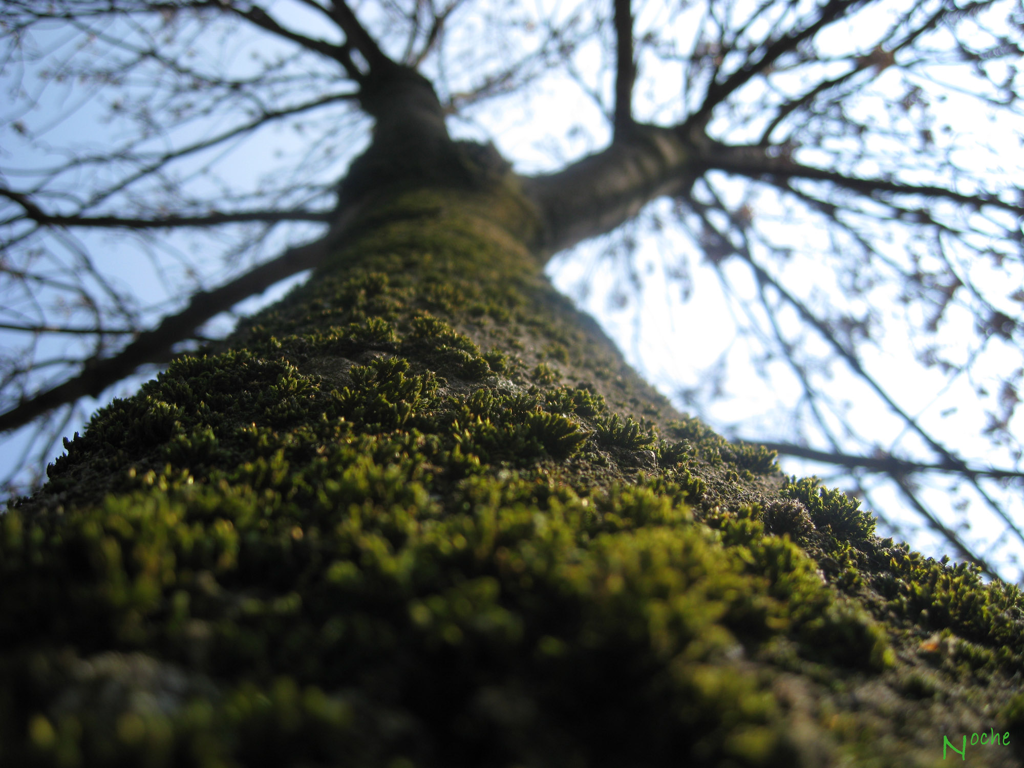 Wallpapers Nature Trees - Forests 