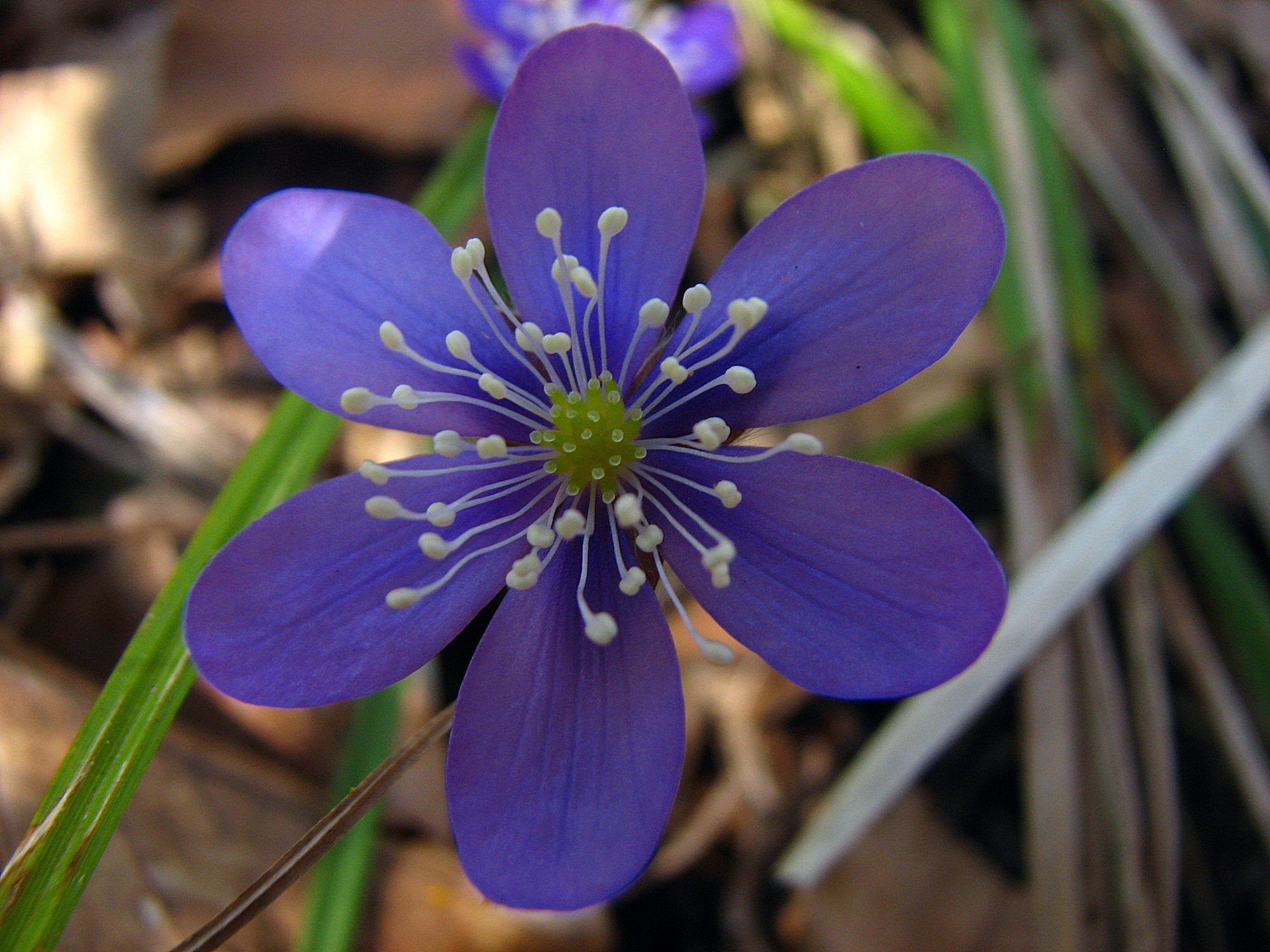 Wallpapers Nature Flowers l'hpatique