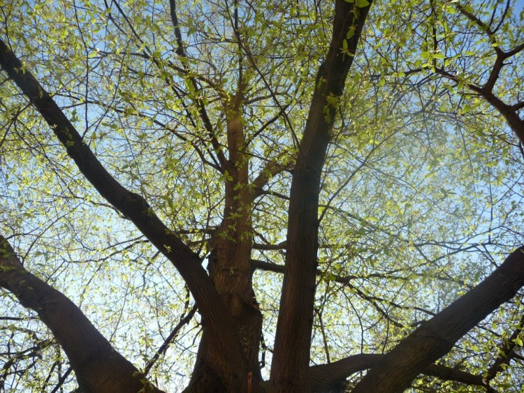 Fonds d'cran Nature Arbres - Forts l'oxygne