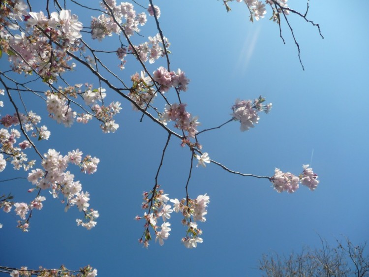 Wallpapers Nature Flowers suspendu dans l'azur