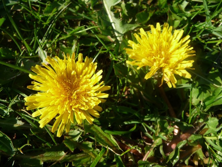 Wallpapers Nature Flowers un petit bain de soleil avant la salade