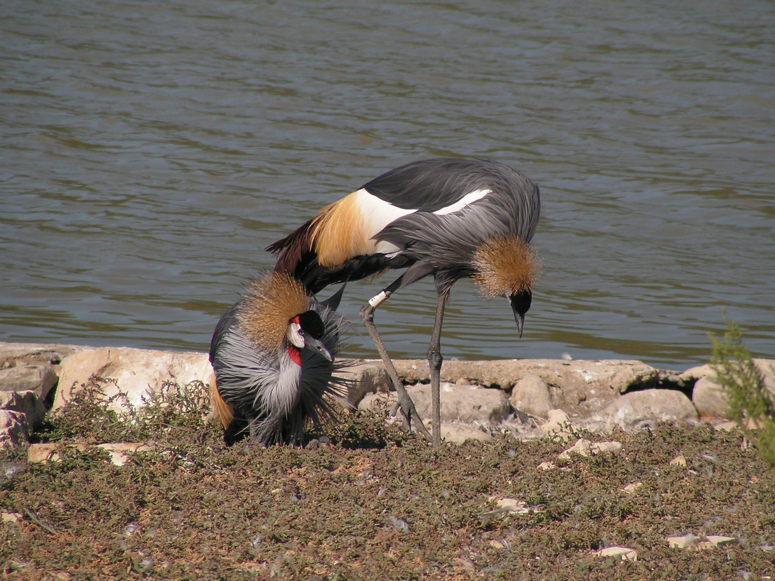 Wallpapers Animals Birds - Cranes grues couronnes