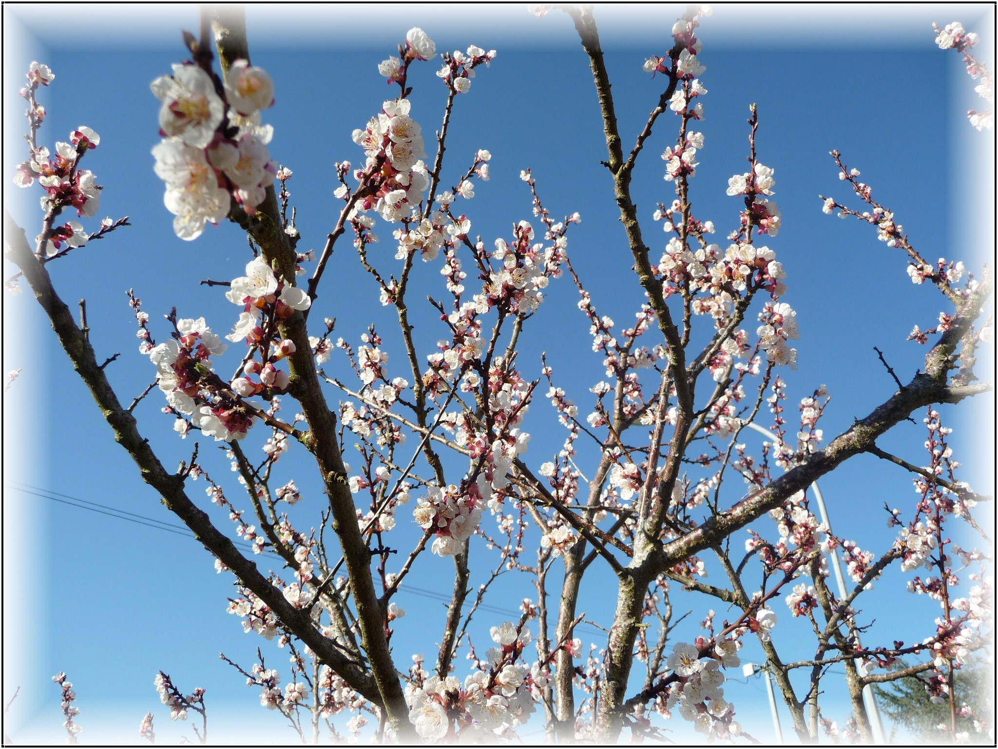 Fonds d'cran Nature Arbres - Forts Mon Abricotier