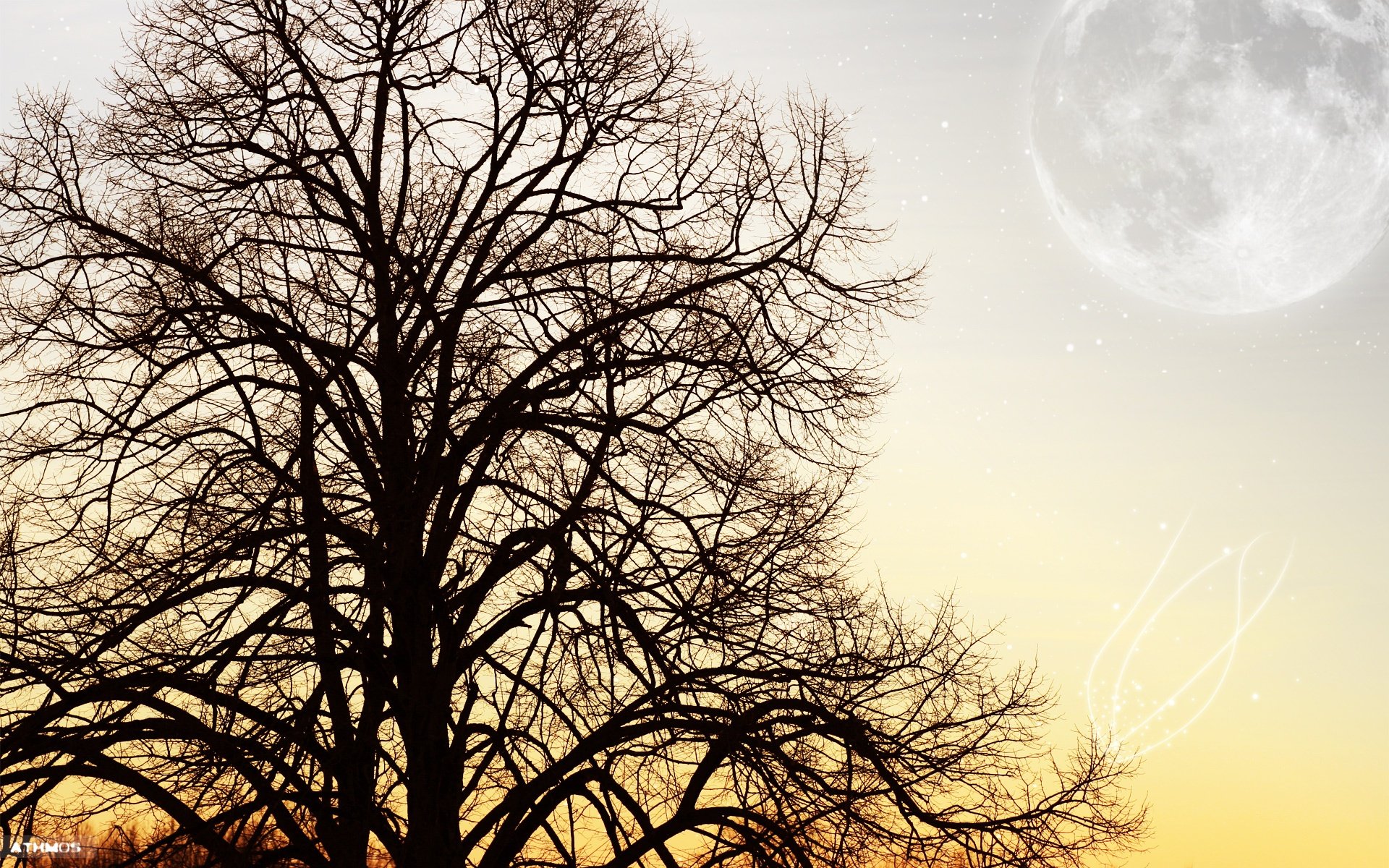 Wallpapers Nature Trees - Forests L'arbre et la lune