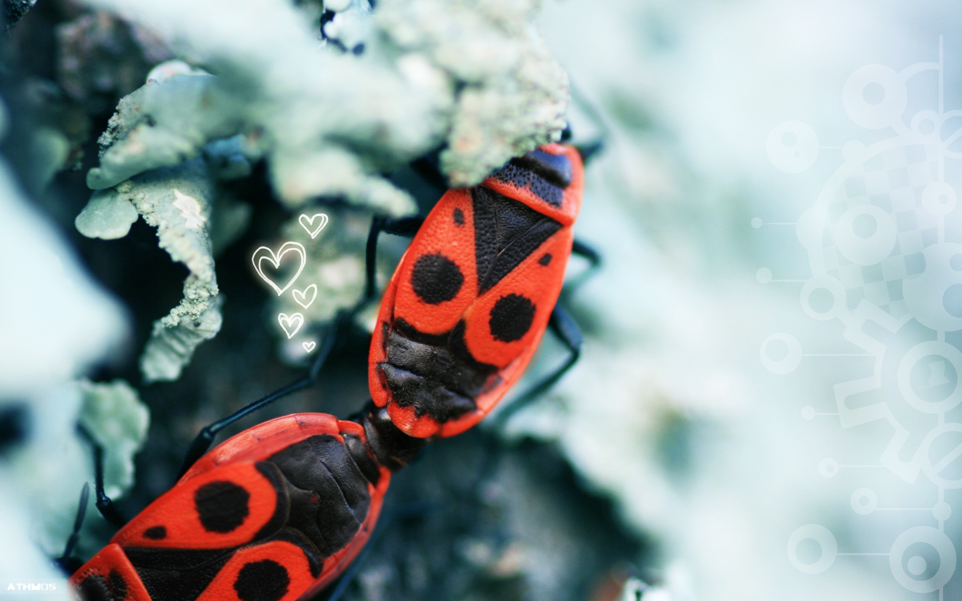 Wallpapers Animals Insects - Bugs Gendarmes amoureux