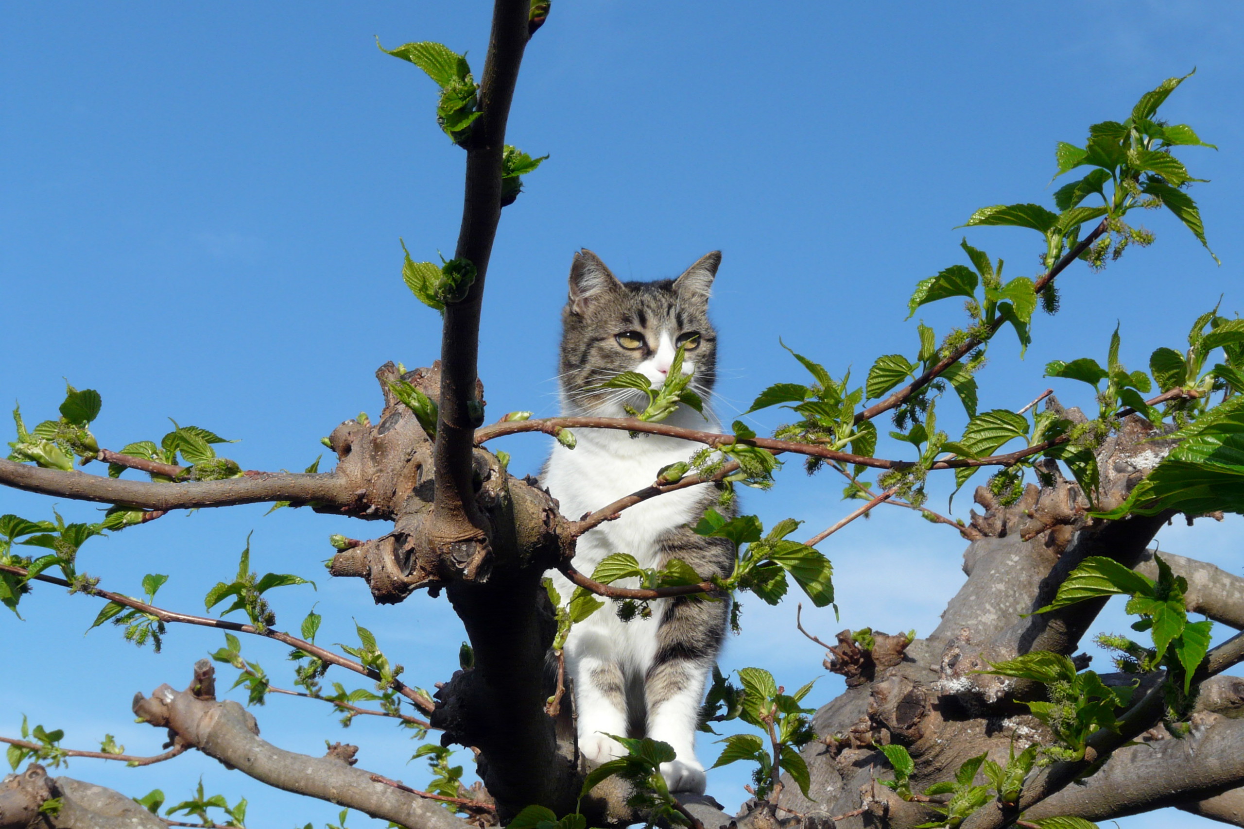 Fonds d'cran Animaux Chats - Chatons Chipie en observation dans le mrier-platane