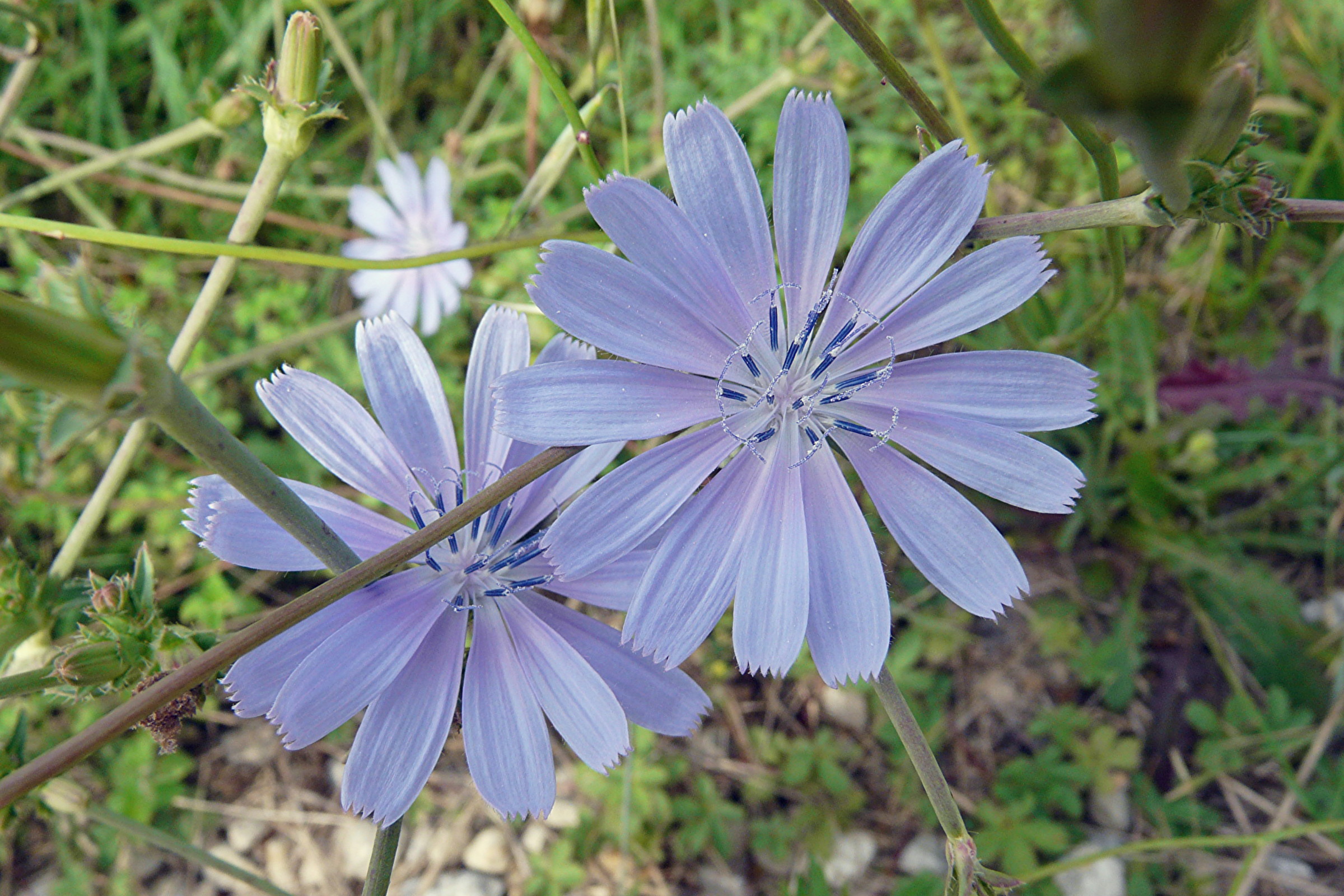 Fonds d'cran Nature Fleurs fleurs de garrigue