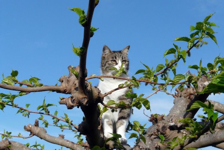 Wallpapers Animals Cats - Kittens Chipie en observation dans le mrier-platane