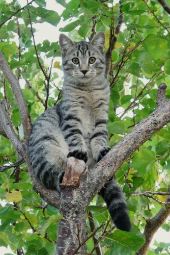 Fonds d'cran Animaux Chats - Chatons Mitsou sur son observatoire favori