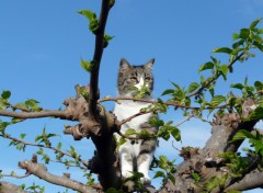 Fonds d'cran Animaux Chipie en observation dans le mrier-platane