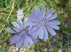 Fonds d'cran Nature fleurs de garrigue