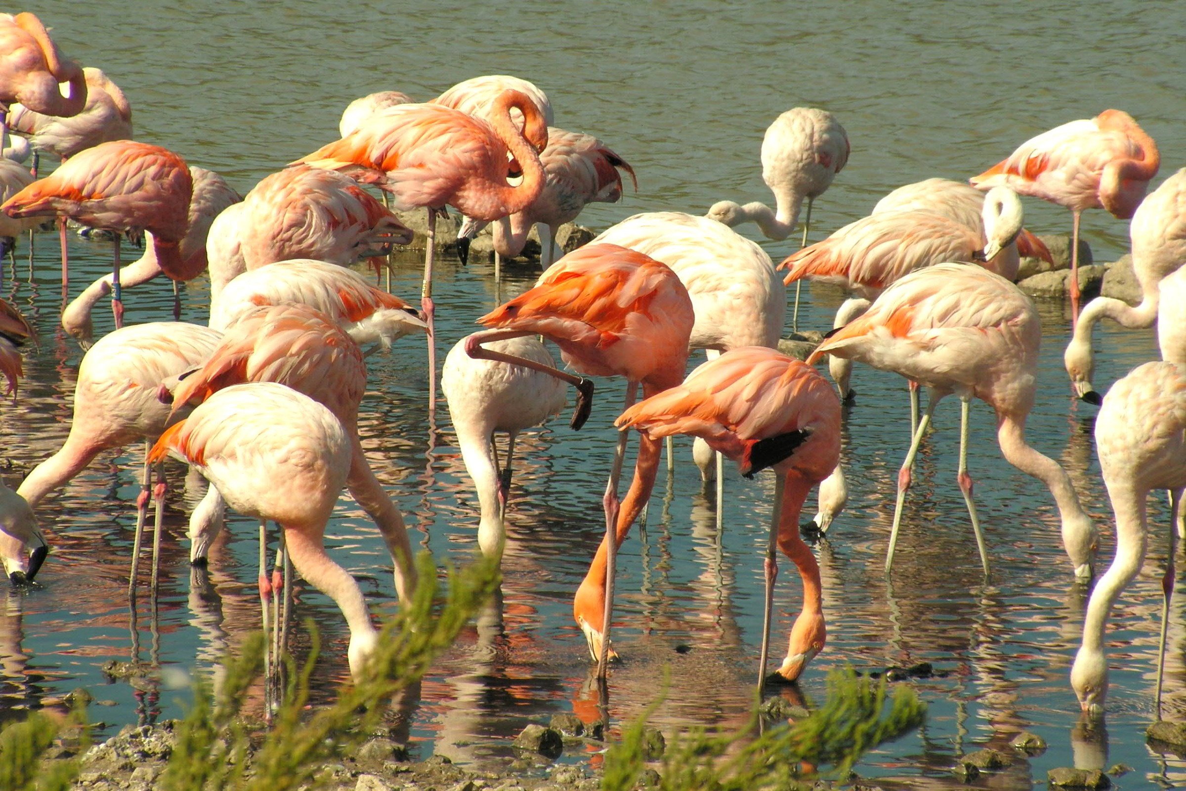 Fonds d'cran Animaux Oiseaux - Flamants Flamants roses