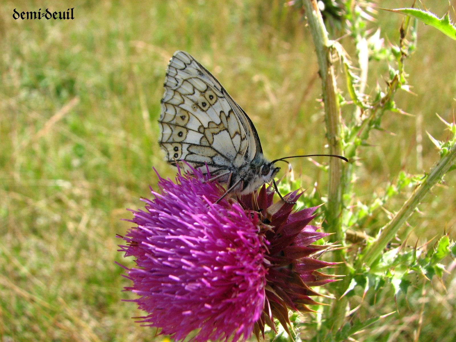 Wallpapers Animals Insects - Butterflies le demi-deuil