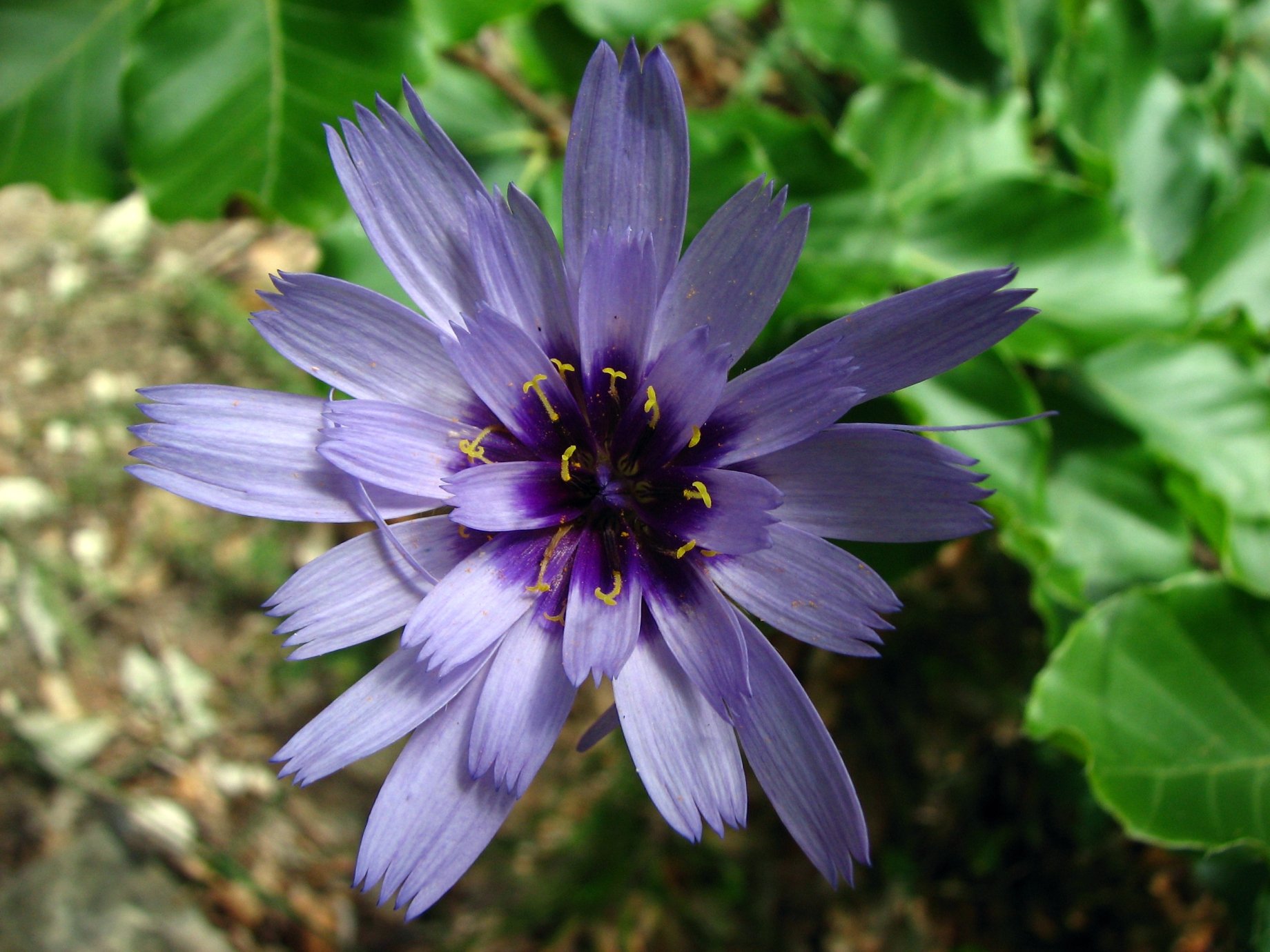 Fonds d'cran Nature Fleurs catananche bleue