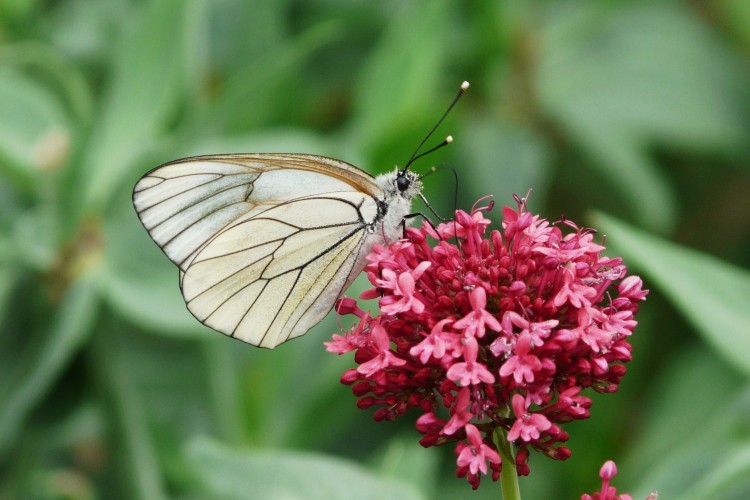 Fonds d'cran Animaux Insectes - Papillons papillon 