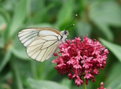 Fonds d'cran Animaux papillon 