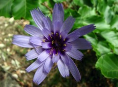 Fonds d'cran Nature catananche bleue