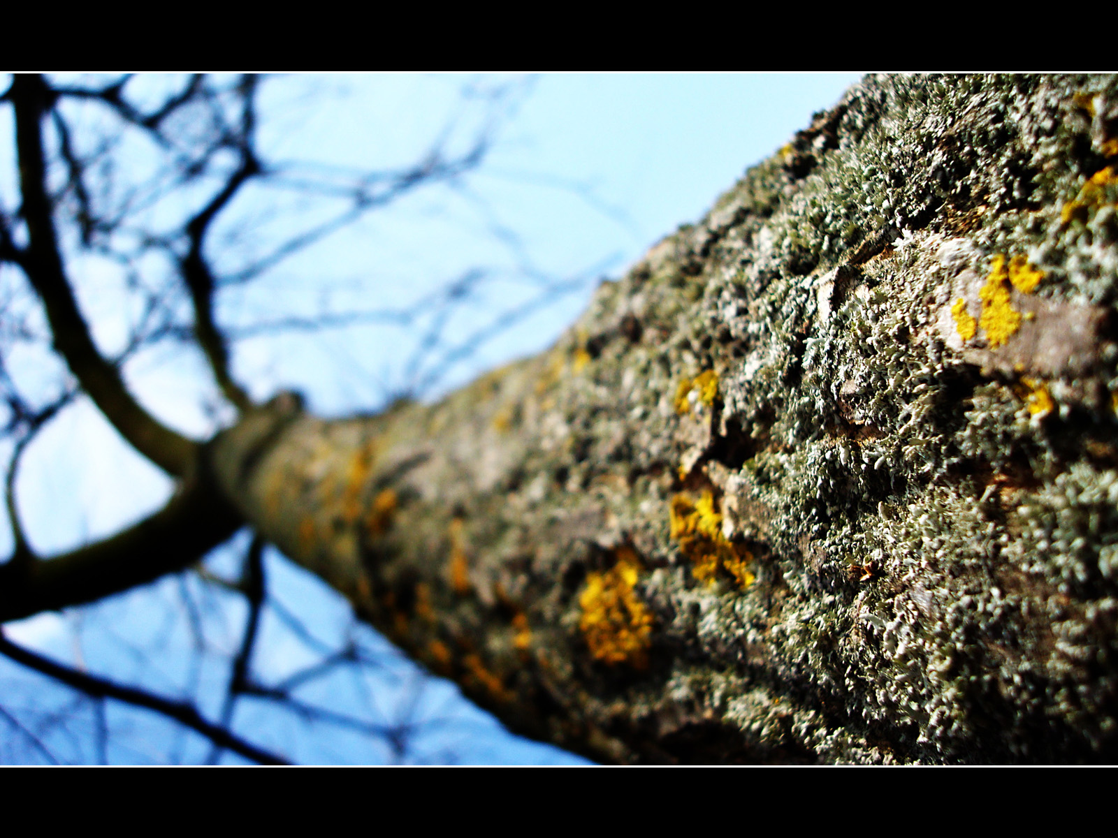 Fonds d'cran Nature Arbres - Forts Le temps passe...