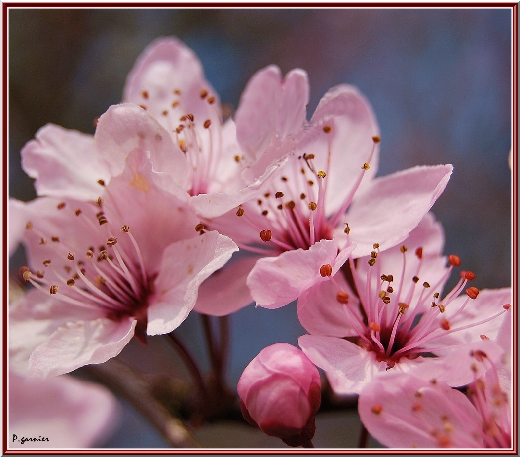 Wallpapers Nature Flowers Fleurs de printemps