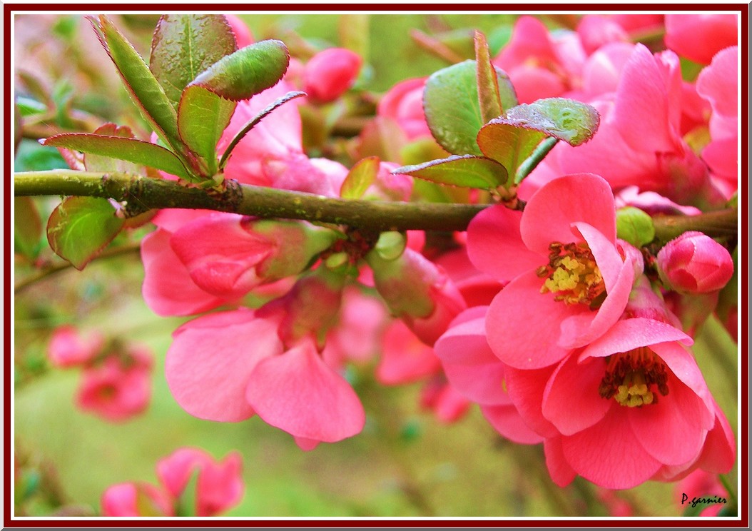 Fonds d'cran Nature Fleurs Salut printemps